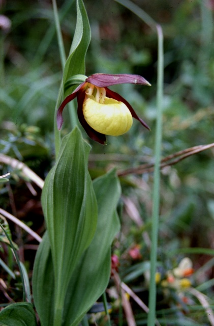 Cypripedium calceolus L.